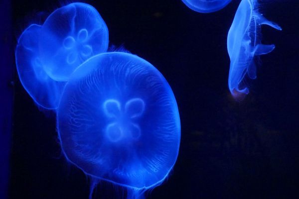 Talířovka v akváriu Churaumi.