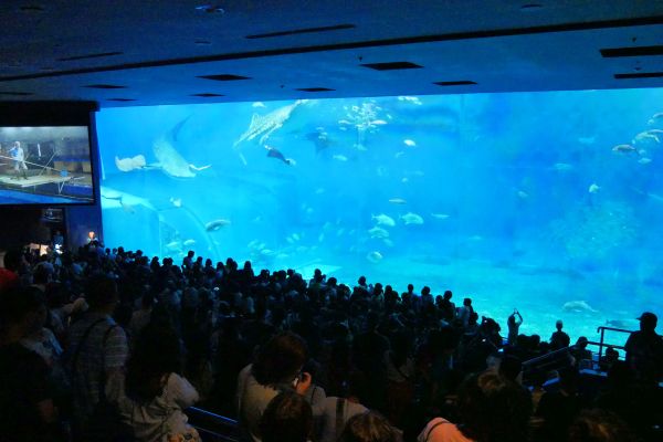 Zrovna probíhá komentované krmení žraloků.