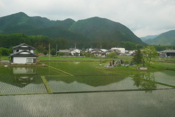 Rýžová políčka na venkově za Tokyem.