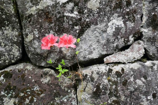 Život si svou cestičku vždycky najde.