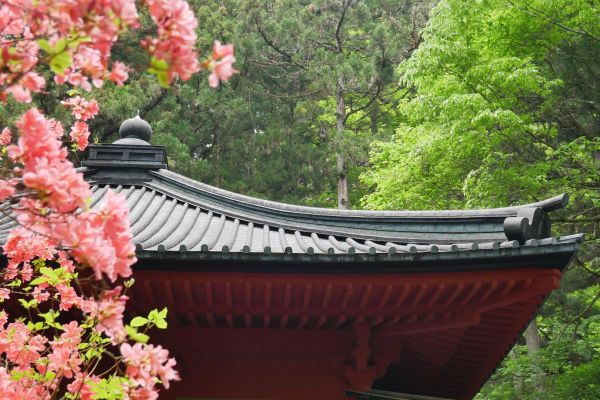 Azalka u Kitano svatyně.