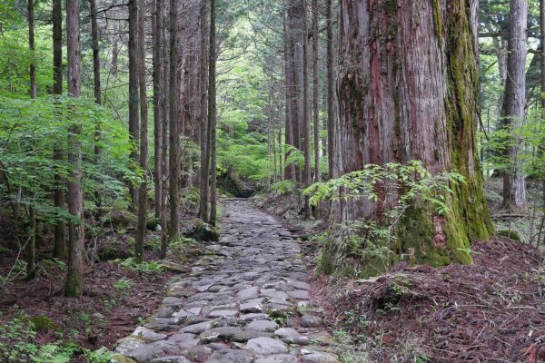 Cestou do kopců cedrovým lesem.
