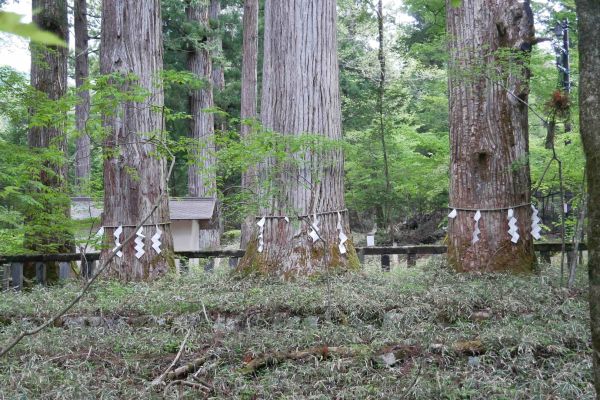 Šintó oslavuje třeba i velké cedry.