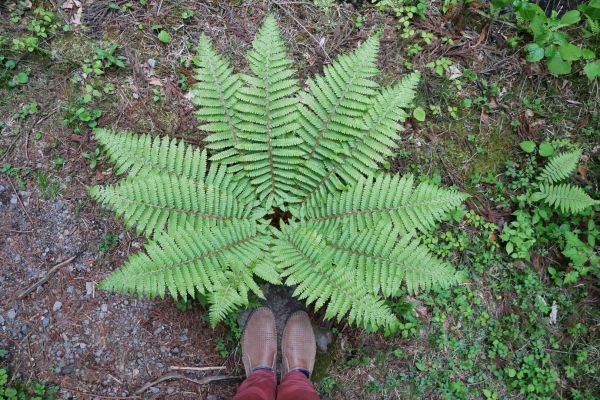 Fotogenické kapradí u Takino svatyně.