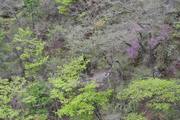 Mezi sotva se zelenajícími stromy u Kegon vodopádů už delší dobu kvetou fialové keře, stejně jako v jiných lesích po Japonsku.