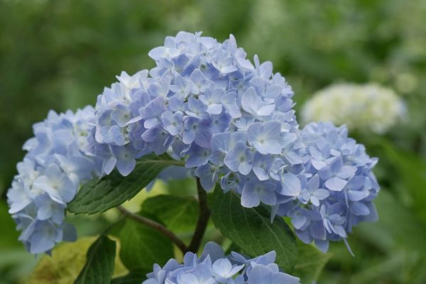 Hortenzie v Meigecuinu v Kamakuře.