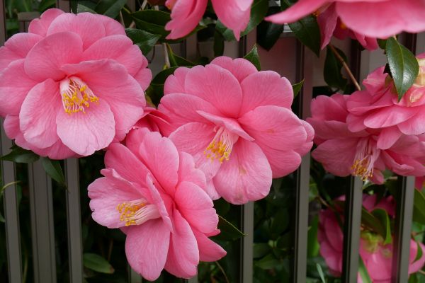 Kamélie japonské jsou v plném květu.