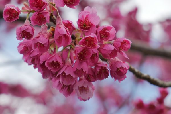 Některé sakury už také.