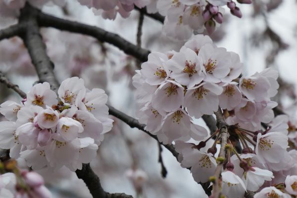 V Japonsku je známých několik stovek kultivarů sakur.