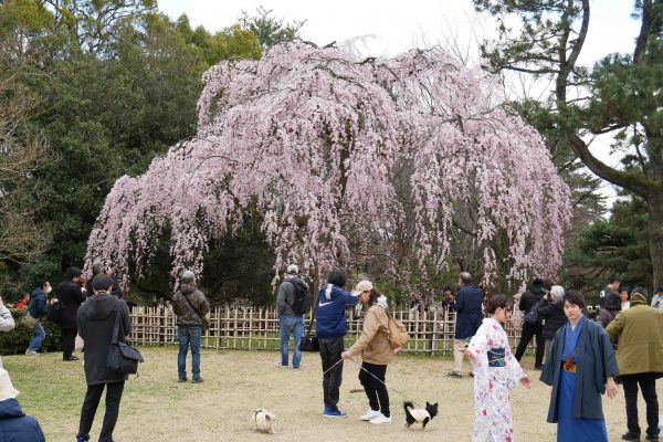 V parku kolem imperial paláce zatím moc sakur nekvete. O to víc lidí se tlačí kolem těch několika málo sakur, které kvetou.