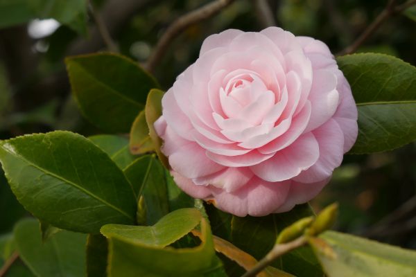 Rozkvetlá kamélie japonská.