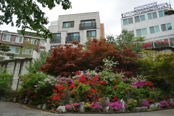 Zahrádky ve čtvrti Sinchon v Seoulu.