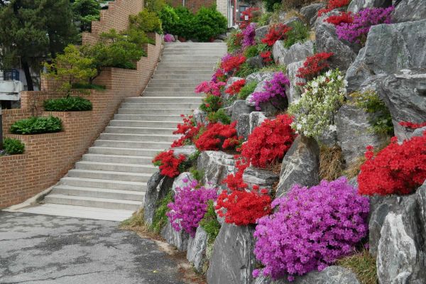 Korejská zahrádka azalek.