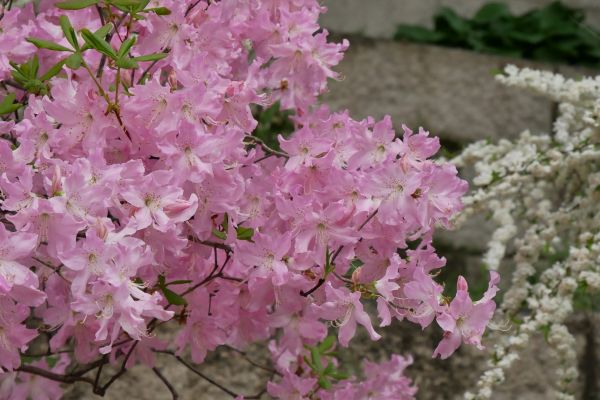 Azalky v palácových zahradách Changgyeonggung.