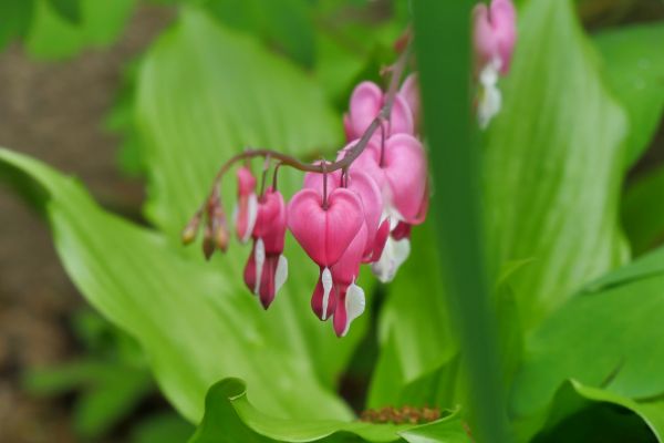 Srdcovka v palácových zahradách Changgyeonggung.