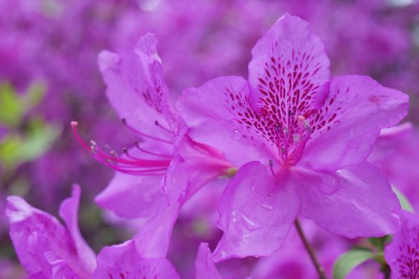 Azalky v palácových zahradách Changgyeonggung.