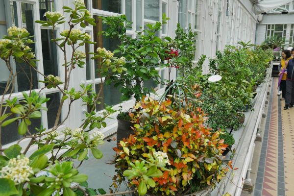 Botanická zahrada v pavilonu Daeonsil.