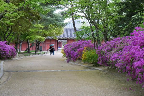 Azalky v palácových zahradách Changgyeonggung.