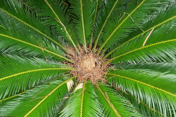 Květena na ostrově Jeju.
