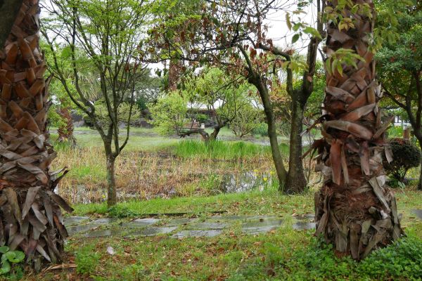 Květena na ostrově Jeju.