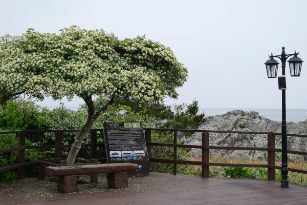 Ostrovní park naproti přístavu v Seogwipu.