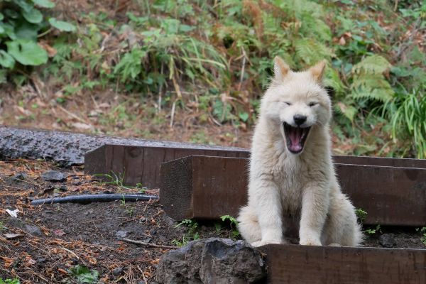 Mazlík, komu asi utekl...