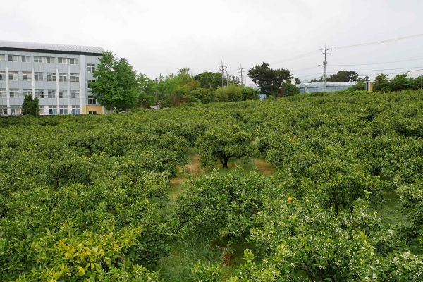 Mandarinkový sad u Seogwipu.