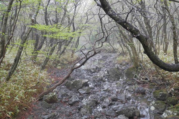 Horská řeka v parku Hallasan.