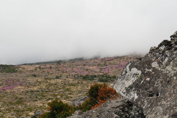 Horní část východní trasy na Hallasan s rozkvetlým bezlesím.