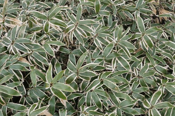 Lipnicovitá travina, Sasa sp.