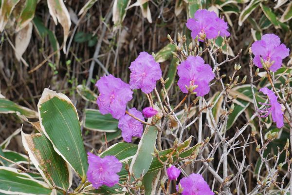 Rozkvetlý les v parku Hallasan.