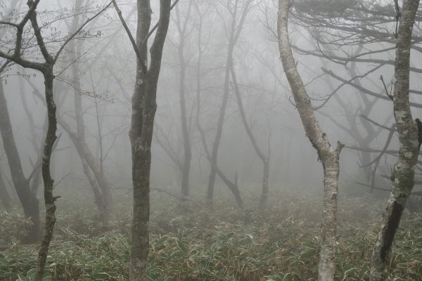 Mlha v národním parku Hallasan.