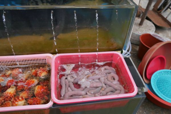 Mořské penisy, Urechis unicinctus.