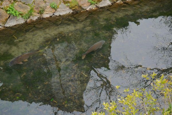 Ve velmi mělkém kanálu žijí celkem veliké kaprovité ryby.