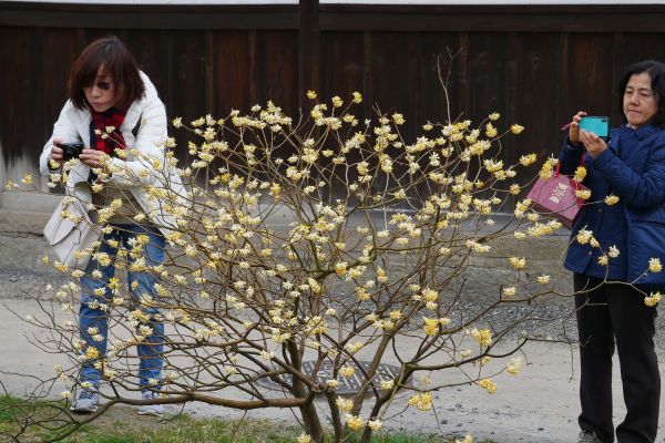 Jakmile je někde nějaký rozkvetlý keř nebo strom, můžete si být jisti, že je poblíž i někdo, kdo si ty květy fotí.