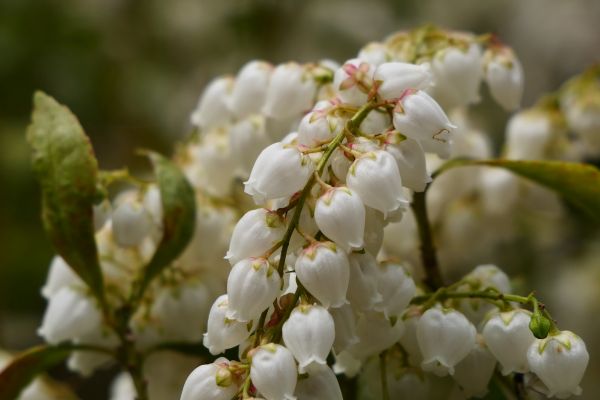 Jedním z největších lákadel Ginkakuji jsou pierisové zahrady.