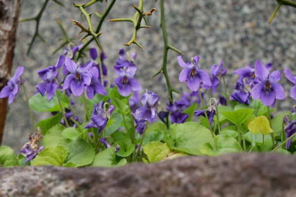 Violky jsou jedny z mála již kvetoucích květin.