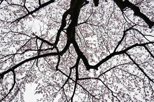 Rozkvetlá sakura na shodech v Higašijamě.