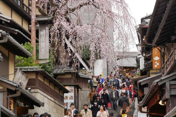Rozkvetlá sakura na shodech v Higašijamě.
