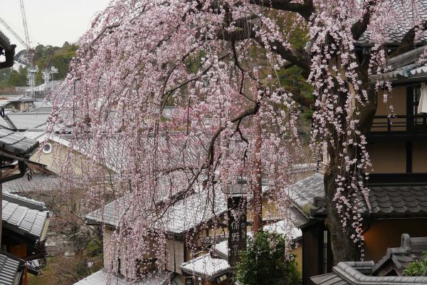 Rozkvetlá sakura na shodech v Higašijamě.