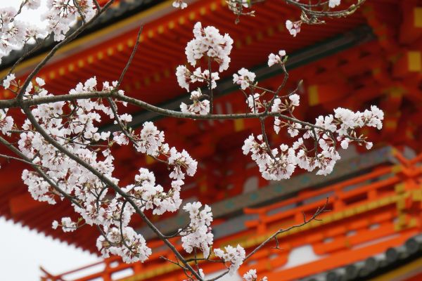 I zde už je několik rozkvetlých sakur.